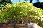 Miniature Forest by Daniel Pavon Cuellar Austin Texas Development