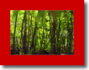 Daniel Pavon Cuellar mini Bosques  