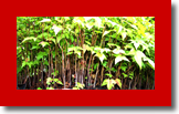 dapacu masterpieces in garden mini forests